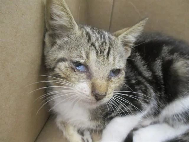 A baby small-sized female Domestic Short Hair cat named Helen Keller for adoption in Ocala, FL