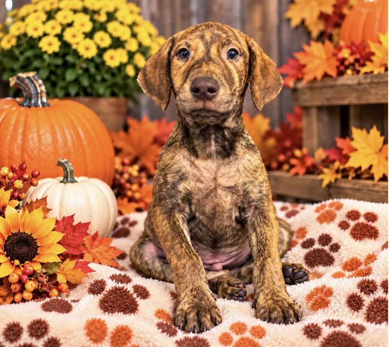 A baby medium-sized male Labrador Retriever dog named Waylon for adoption in Helotes , TX