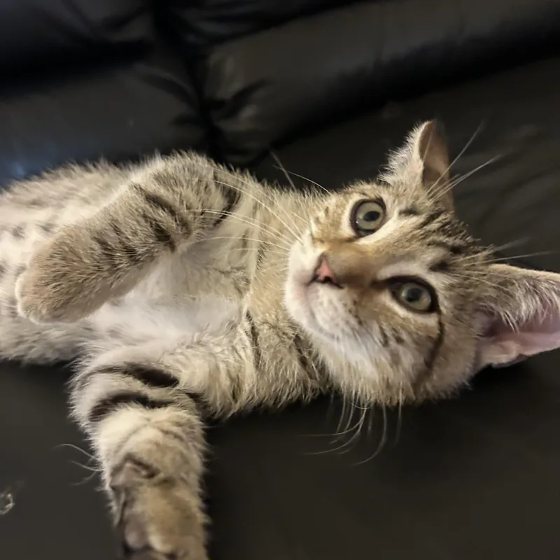 A baby medium-sized male Tabby (Brown / Chocolate) Domestic Short Hair cat named Sokka for adoption in Davis, CA