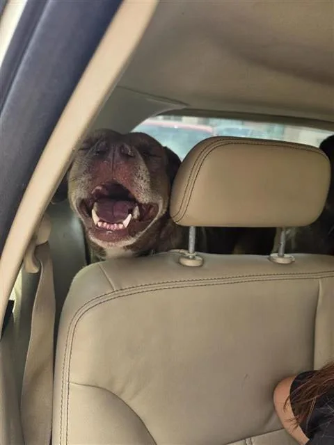 An adult large-sized female Labrador Retriever dog named Athena for adoption in San Antonio, TX