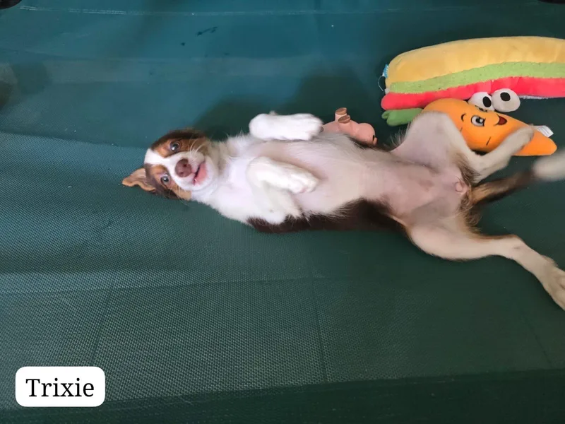 A young medium-sized female Tricolor (Brown, Black, & White) Labrador Retriever dog named Trixie for adoption in New York, NY