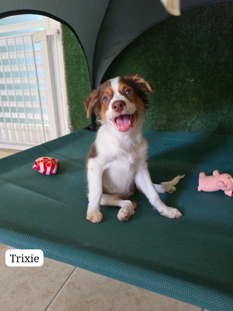 Trixie thumbnail 3