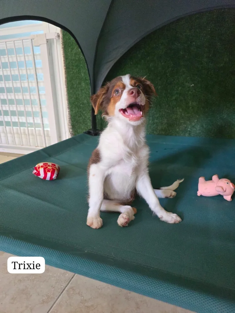 Trixie thumbnail 5