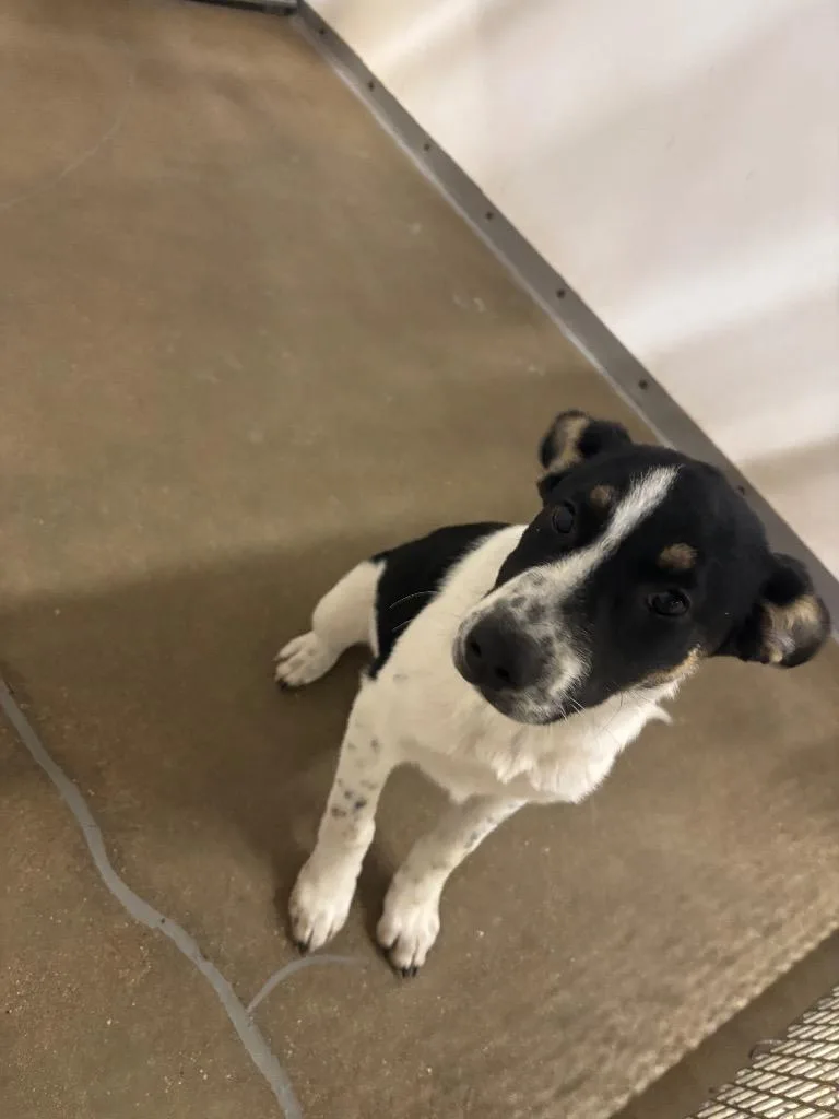 A baby small-sized female Australian Cattle Dog / Blue Heeler dog named Bonnie for adoption in Belton, TX
