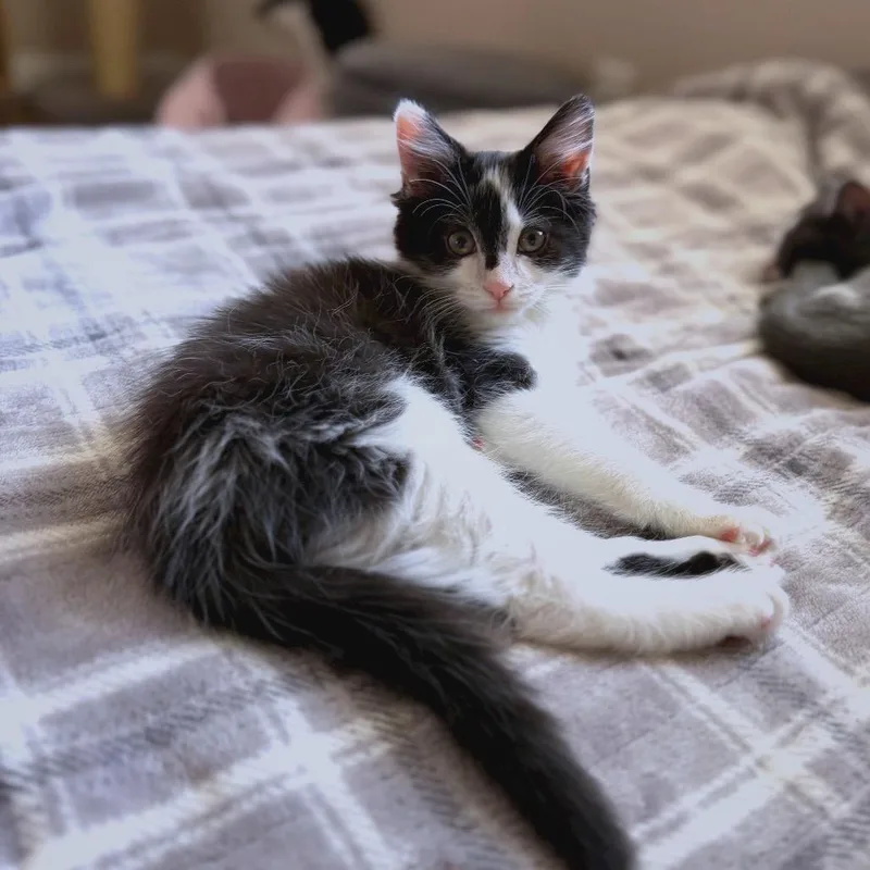 A baby small-sized male Domestic Long Hair cat named Badger for adoption in Georgetown, KY