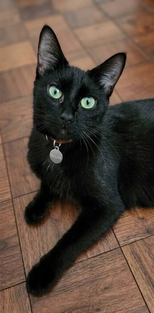 A baby medium-sized female Domestic Short Hair cat named Rosalie for adoption in Miami, OK