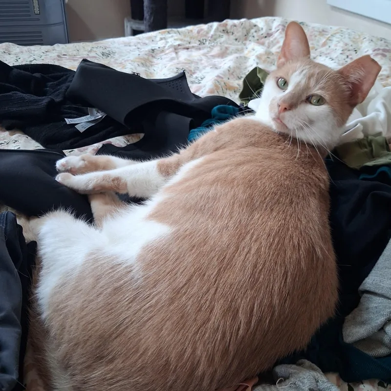 An adult medium-sized male Orange & White Domestic Short Hair cat named Gus for adoption in Pittsburgh, PA