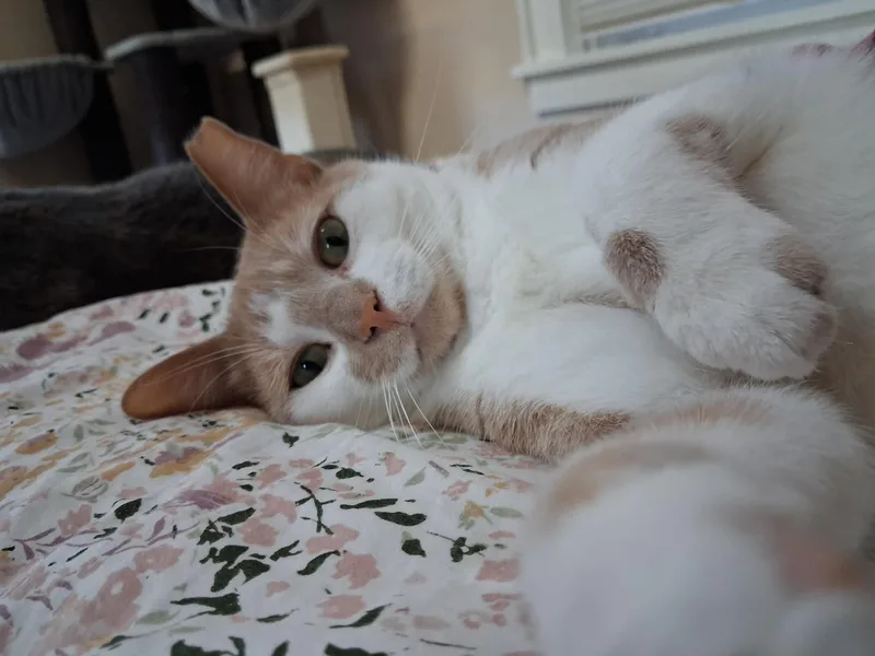 Gus thumbnail 4