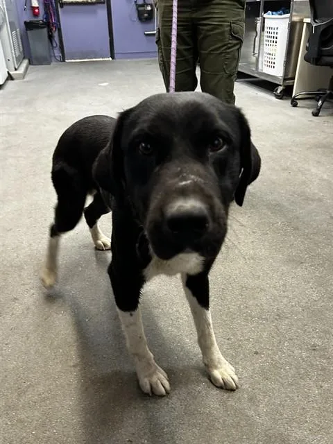An adult large-sized male Labrador Retriever dog named Skunk for adoption in Fairfield, CA