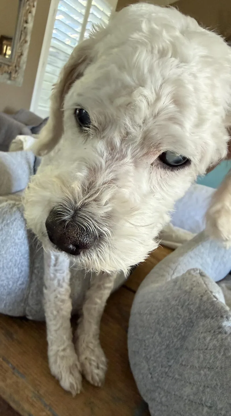 A senior small-sized male Poodle dog named Lambie for adoption in Livermore, CA