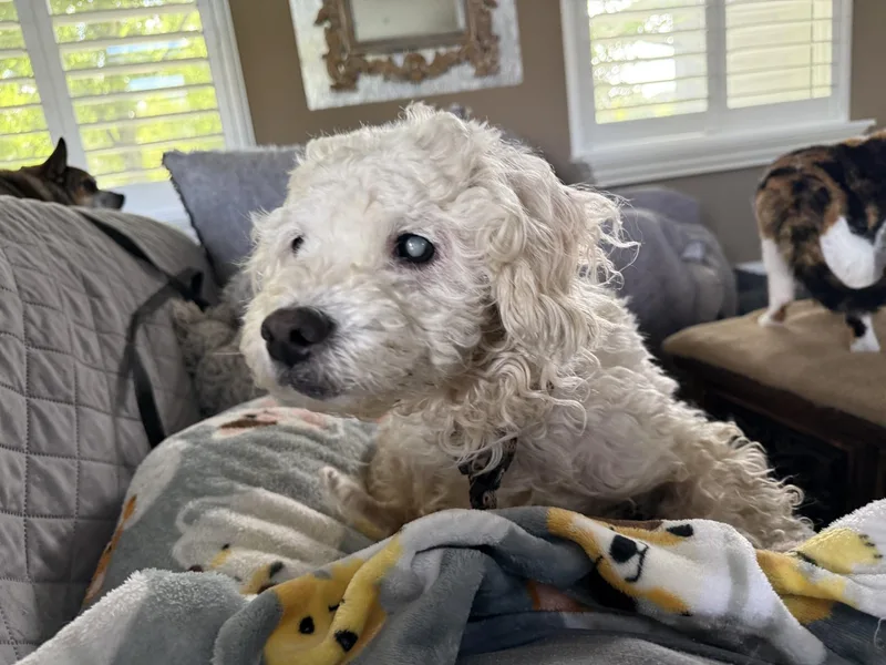 Lambie thumbnail 3