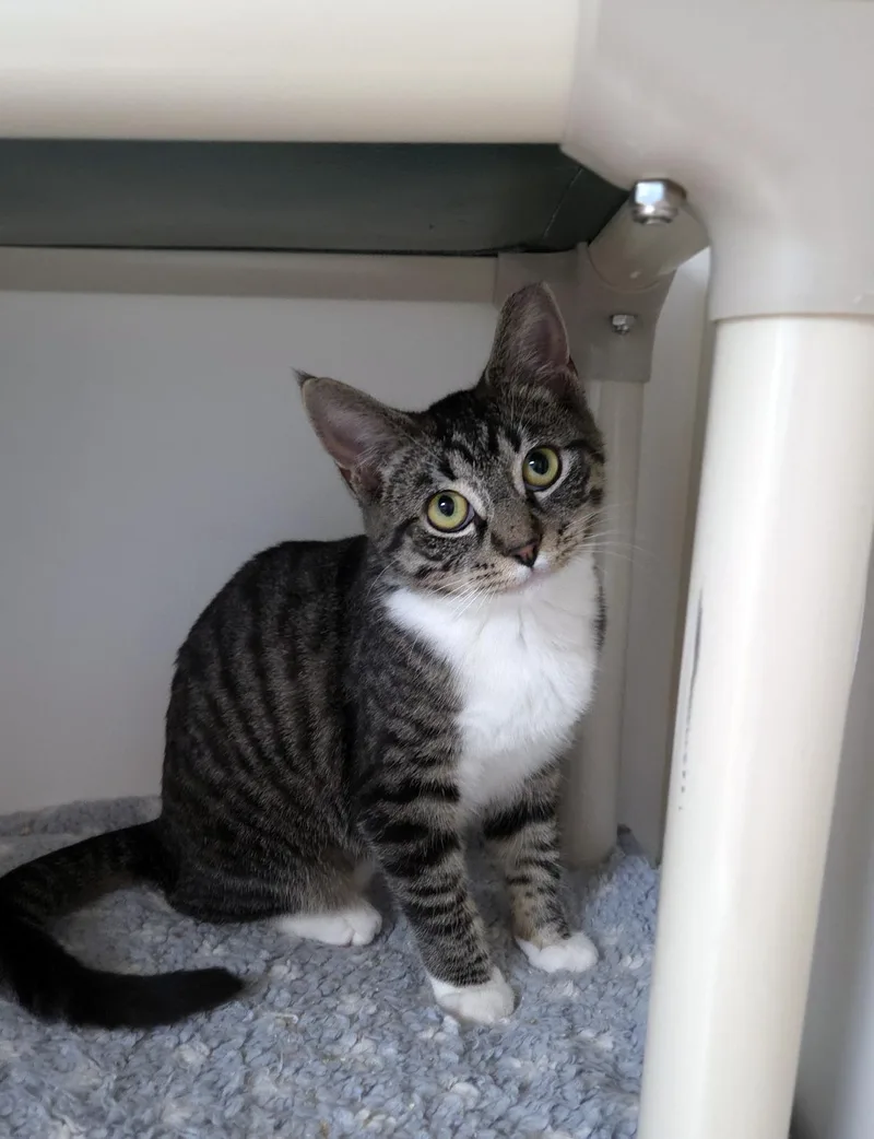 A baby small-sized female Tabby (Brown / Chocolate) Domestic Short Hair cat named Oopsie Woopsie for adoption in Centerville, UT