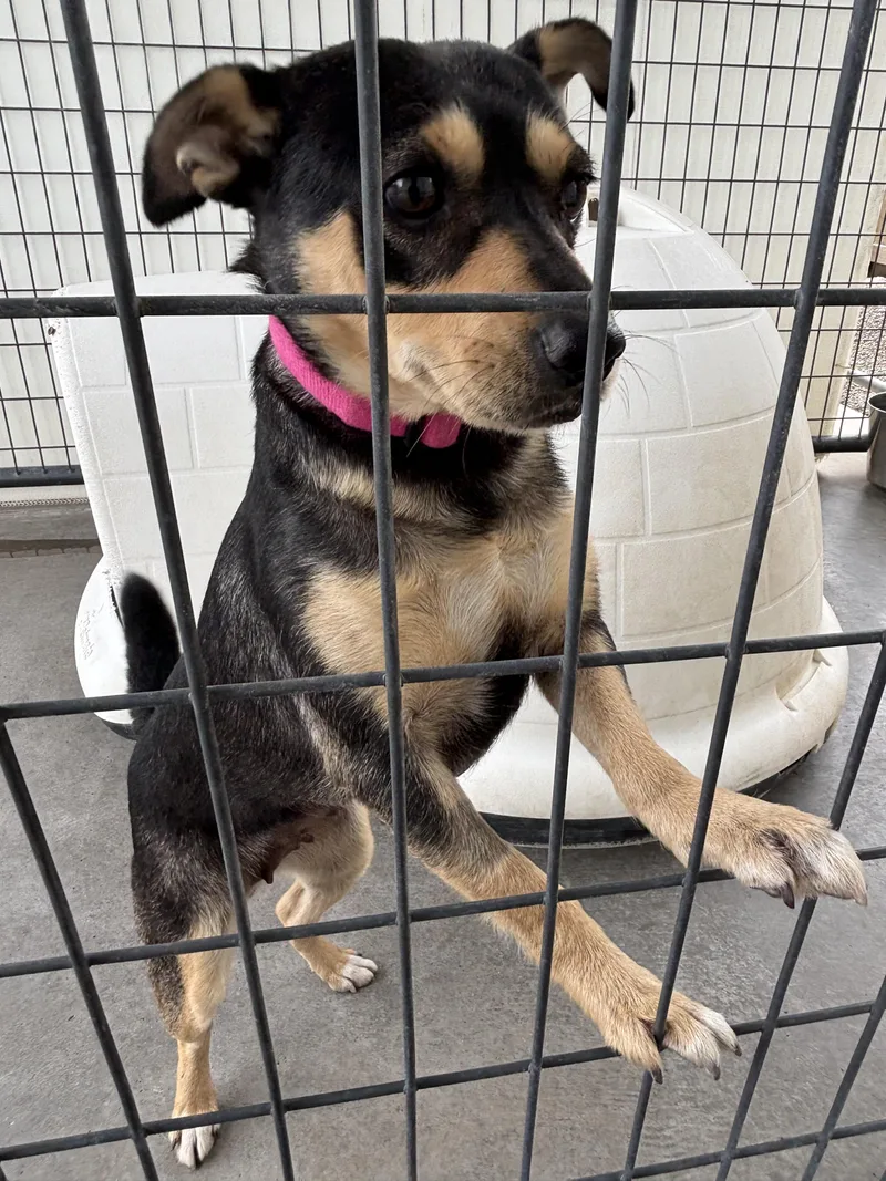 An adult small-sized female Brown / Chocolate Chihuahua dog named China for adoption in Montrose, CO