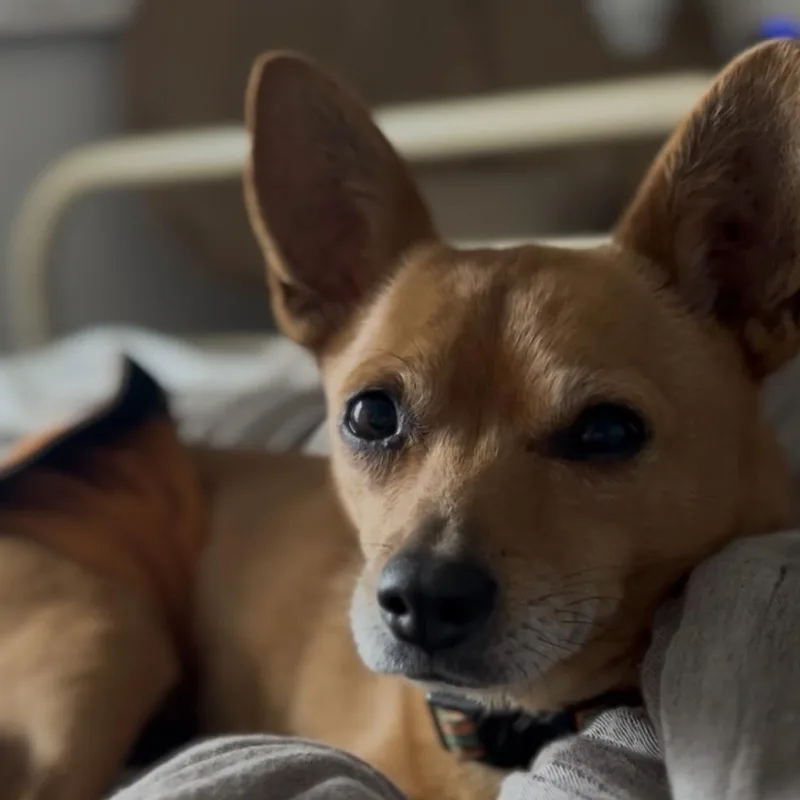 An adult small-sized male Red / Chestnut / Orange Chihuahua dog named Dior for adoption in Columbia, SC
