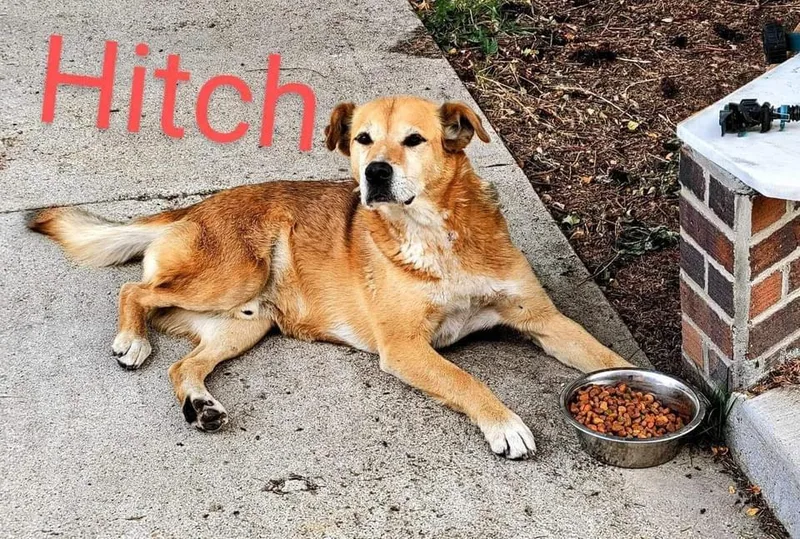 An adult medium-sized male Australian Cattle Dog / Blue Heeler dog named Hitch for adoption in Hardin, MT
