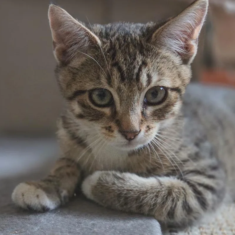 A baby small-sized male Brown / Chocolate Domestic Short Hair cat named Ollie for adoption in Las Vegas, NV