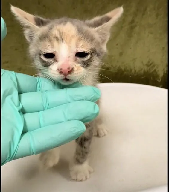 A baby small-sized female Domestic Short Hair cat named Short Cake for adoption in Riverside, CA