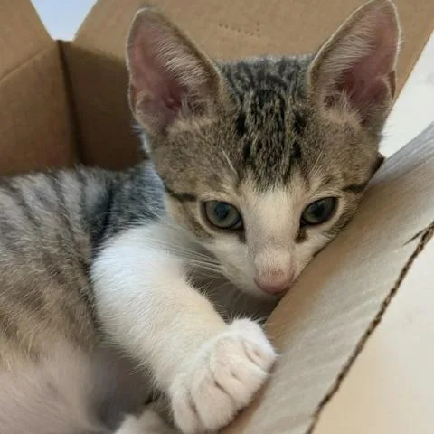 A baby small-sized male Brown / Chocolate Domestic Short Hair cat named Toulouse for adoption in Austin, TX