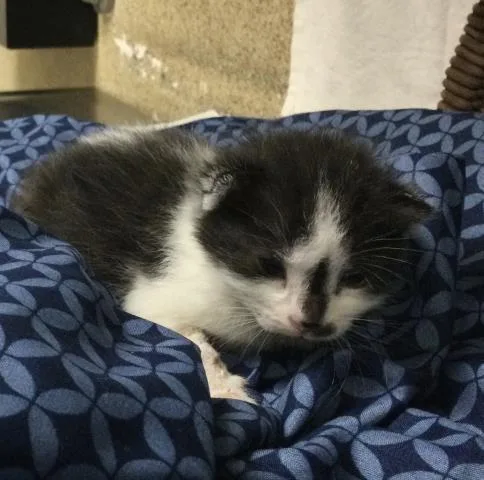 A baby small-sized female Domestic Short Hair cat named Colette for adoption in Riverside, CA