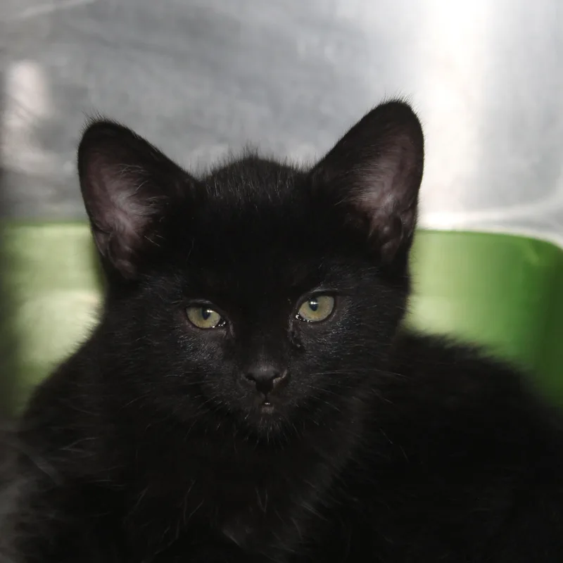 A baby medium-sized male Black Domestic Short Hair cat named Tallahassee for adoption in Yucca Valley, CA