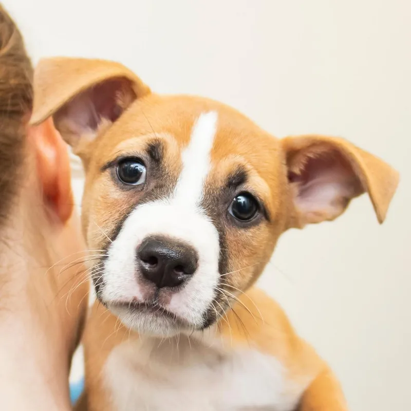 A baby small-sized female Yellow / Tan / Blond / Fawn Mixed Breed dog named Blossom for adoption in Middletown, RI