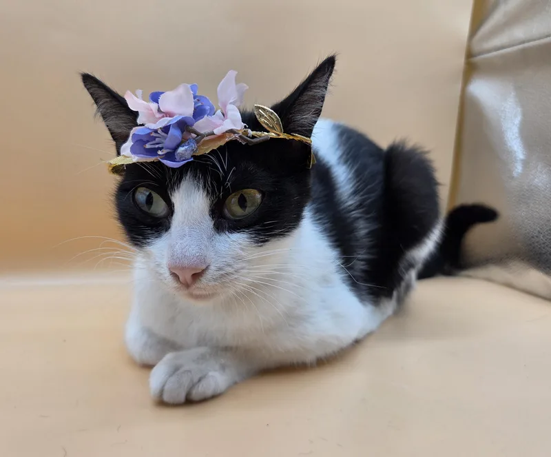 A young medium-sized female Black & White / Tuxedo Domestic Short Hair cat named Tess for adoption in Mobile, AL