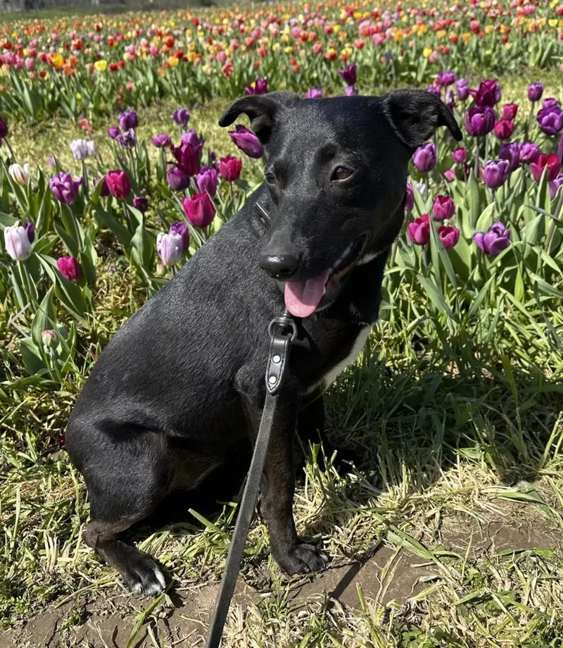 A young medium-sized female Black Australian Shepherd dog named Vela for adoption in Pleasant Valley, NY