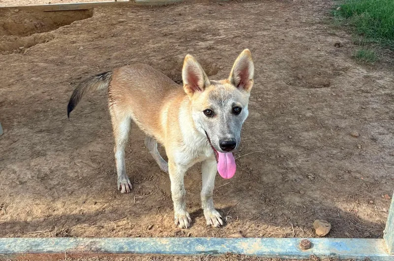 A young large-sized male Yellow / Tan / Blond / Fawn Shepherd dog named Yogi for adoption in Senatobia, MS