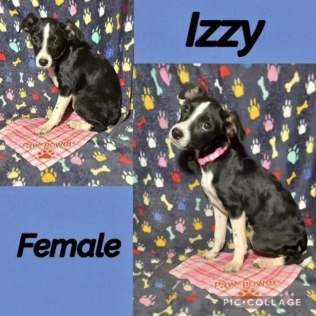 A baby medium-sized female Labrador Retriever dog named Izzy for adoption in Manchester, CT