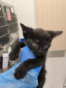 A baby small-sized male Domestic Short Hair cat named Lollies for adoption in Roseville, CA