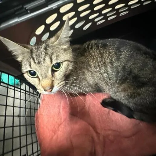 An adult medium-sized female Brown / Chocolate Domestic Short Hair cat named Suki for adoption in Tacoma, WA
