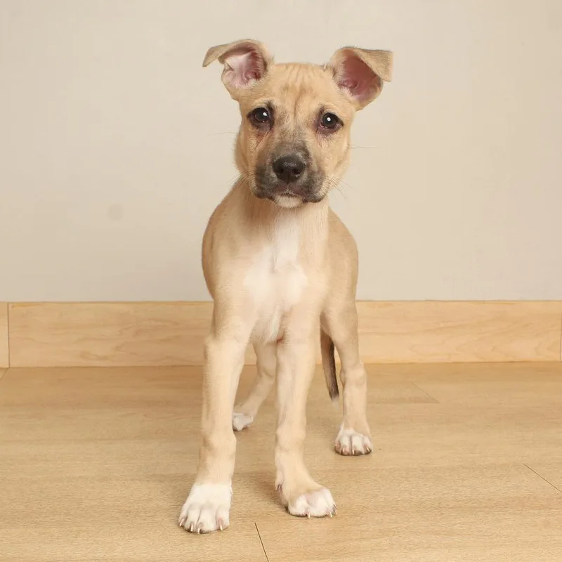 A baby large-sized female Pit Bull Terrier dog named Fuji D for adoption in Minnetonka, MN