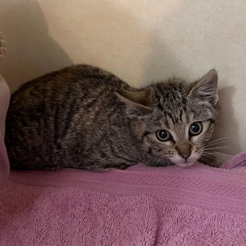 A baby small-sized female Torbie Domestic Short Hair cat named Adira for adoption in Denver, CO