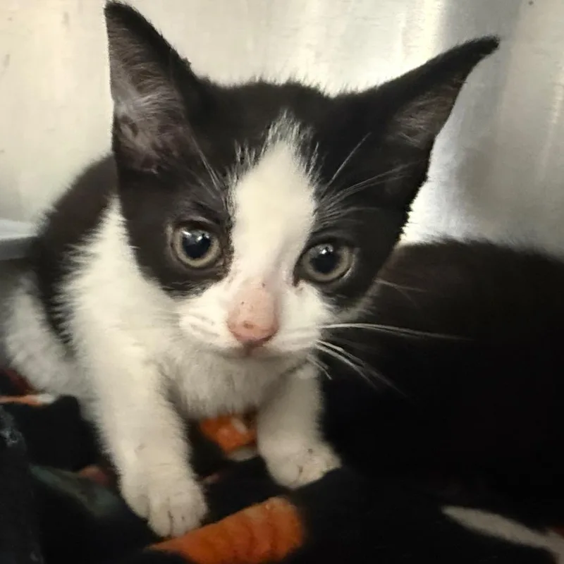A baby small-sized male American Shorthair cat named Galo Cruz And for adoption in Danbury, CT