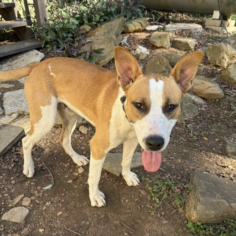 An adult medium-sized male Pit Bull Terrier dog named Rex for adoption in Bastrop, TX