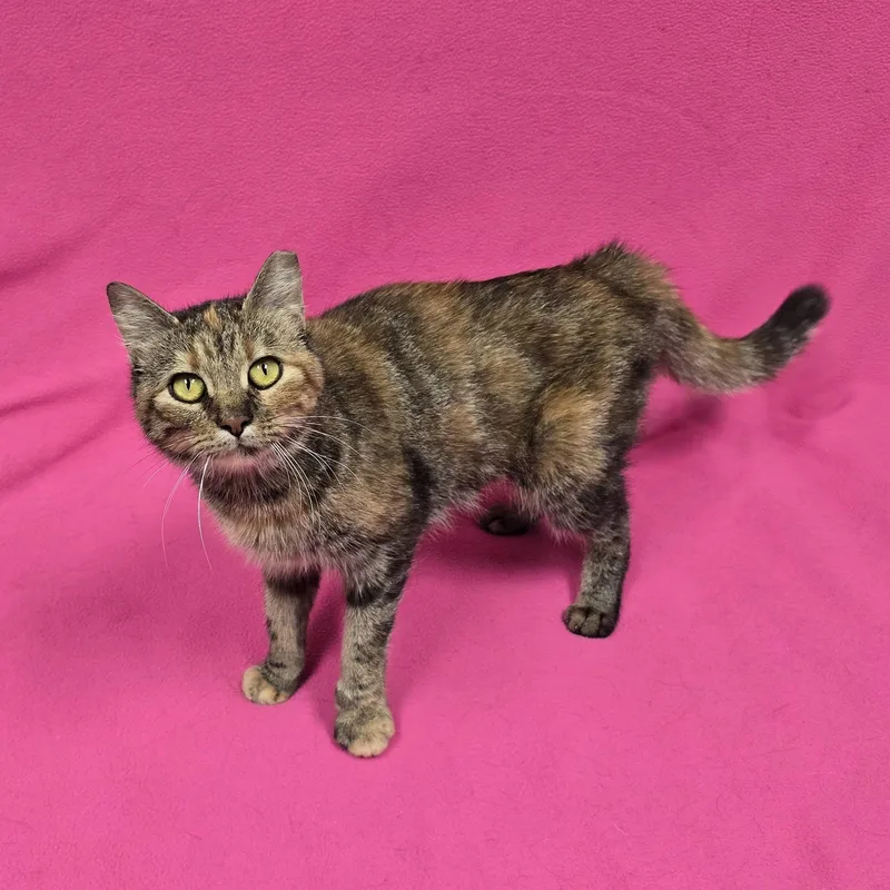 An adult medium-sized female Domestic Short Hair cat named Sassafras for adoption in Frankfort, IN