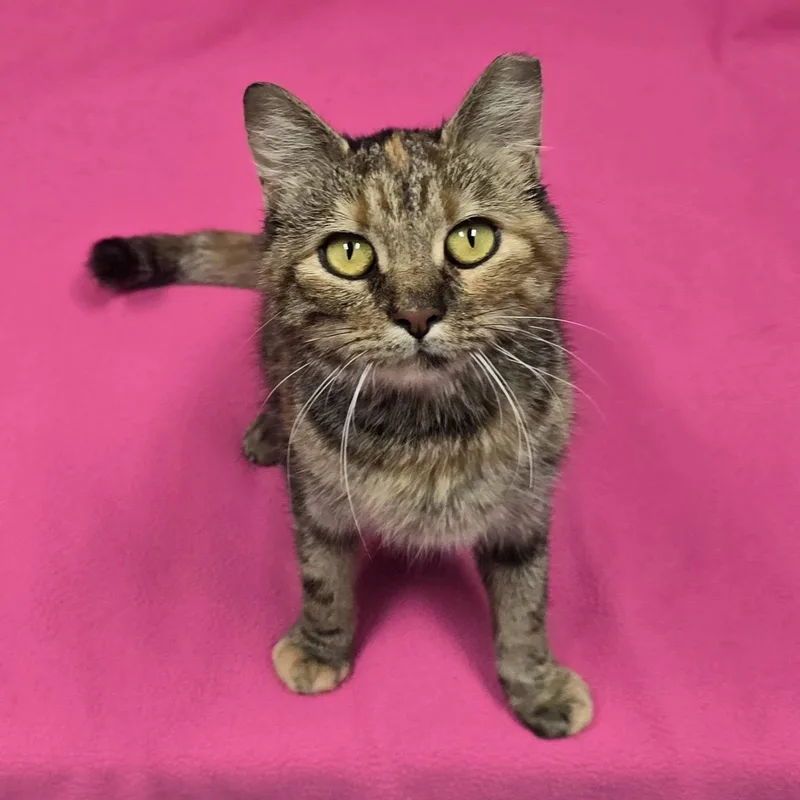Sassafras thumbnail 2