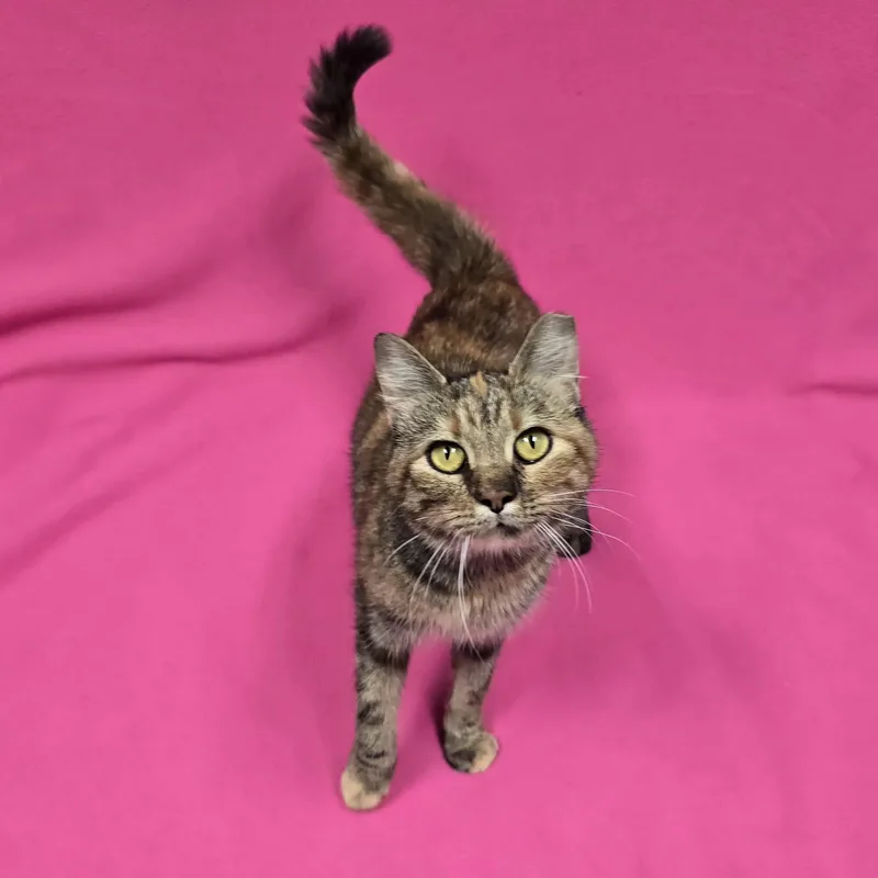 Sassafras thumbnail 3