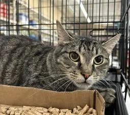 An adult medium-sized male Tabby cat named Wil for adoption in Columbia, SC