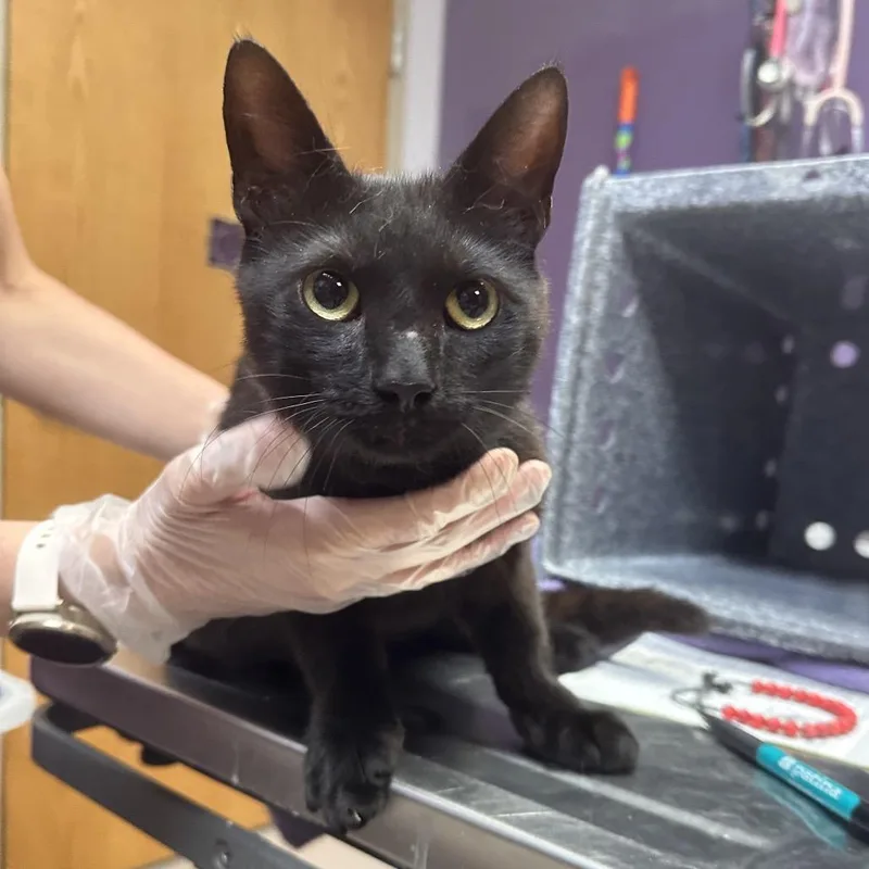 A young medium-sized male Black Domestic Short Hair cat named Ted for adoption in Newark, NJ
