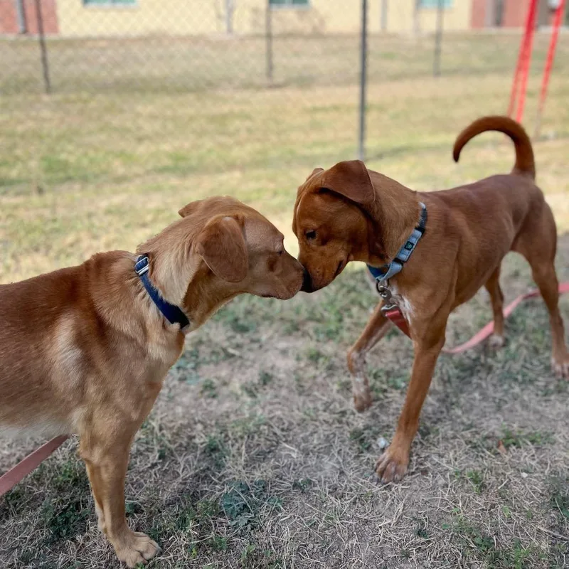 Bucatini thumbnail 5