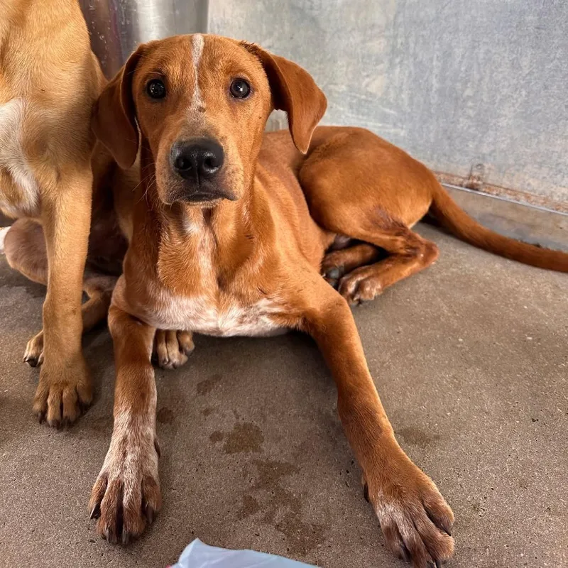 Bucatini thumbnail 6