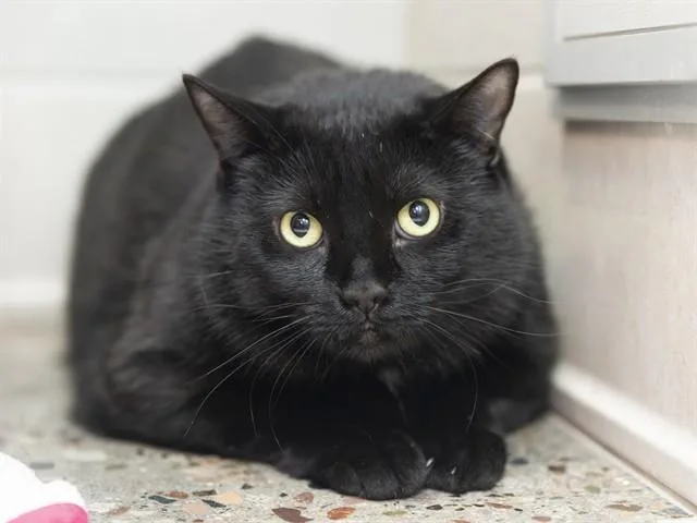 An adult large-sized female Domestic Medium Hair cat named Bee for adoption in Phoenix, AZ