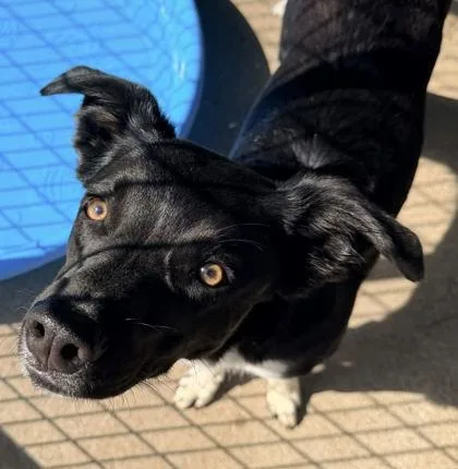 An adult medium-sized male Border Collie dog named Denver for adoption in Bowling Green, KY