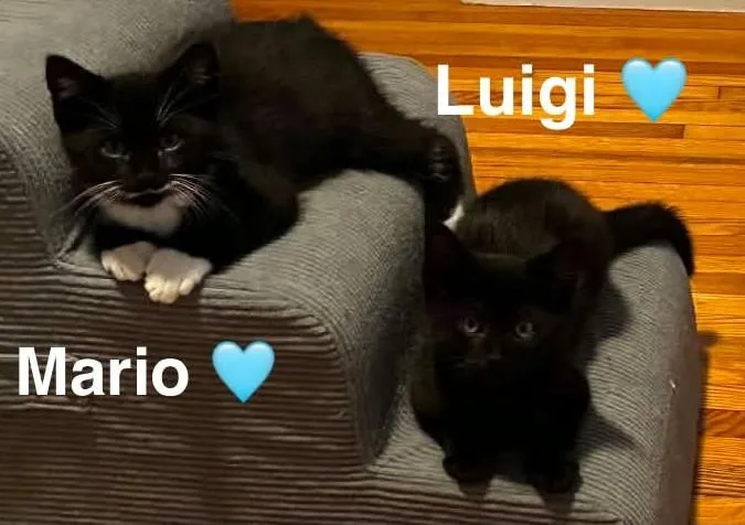 A baby small-sized male Black & White / Tuxedo Tuxedo cat named Mario for adoption in Beckley, WV