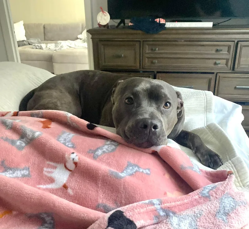 An adult large-sized male Gray / Blue / Silver Terrier dog named Blaine for adoption in Estero, FL