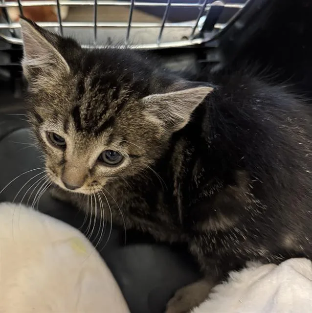 A baby small-sized male Domestic Short Hair cat named Skinny Spice for adoption in West Valley City, UT