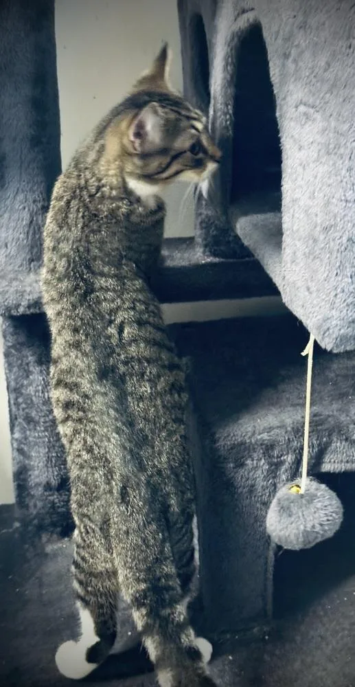 A young large-sized male Domestic Short Hair cat named Wasabi for adoption in Jackson, GA