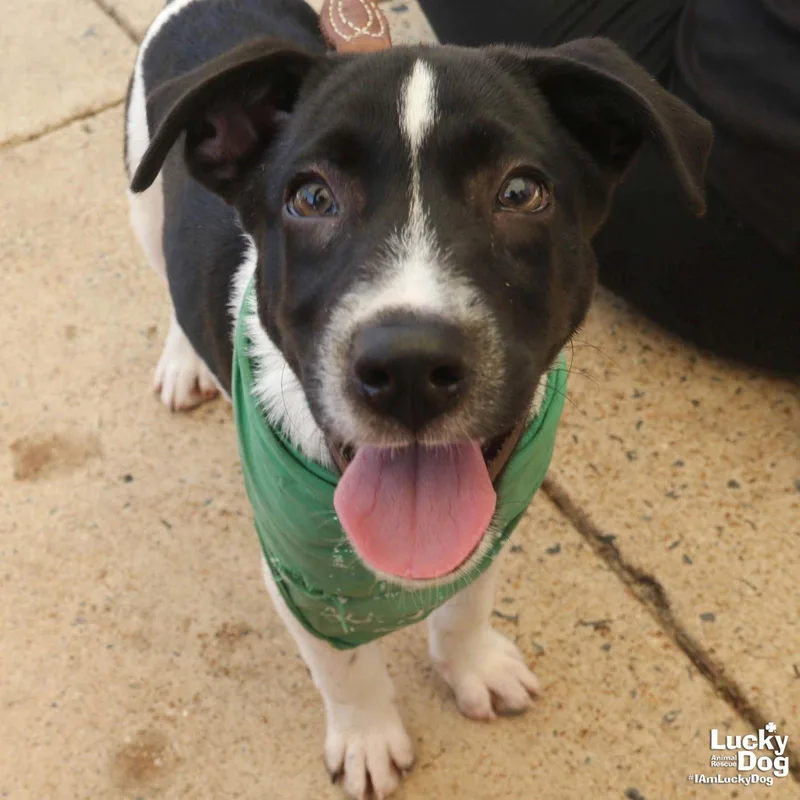A baby medium-sized male Labrador Retriever dog named Cesar for adoption in Washington, DC