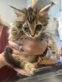 A baby small-sized female Domestic Long Hair cat named A for adoption in Haw River, NC